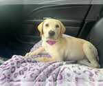 Small #3 Golden Labrador