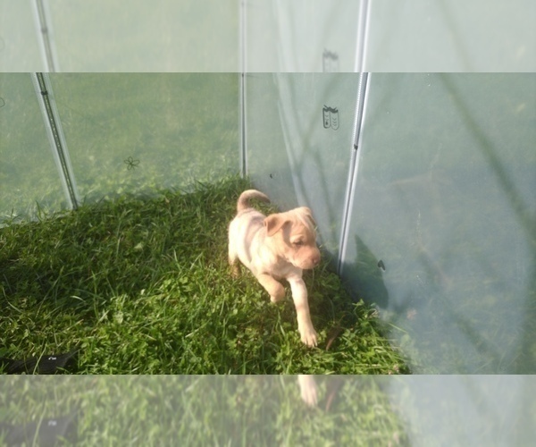 Medium Photo #2 Chihuahua-Chinese Shar-Pei Mix Puppy For Sale in LEETONIA, OH, USA