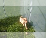 Small Photo #2 Chihuahua-Chinese Shar-Pei Mix Puppy For Sale in LEETONIA, OH, USA