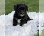 Small Photo #3 Morkie Puppy For Sale in ROCK STREAM, NY, USA