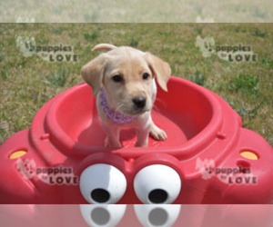 Labrador Retriever Puppy for sale in SANGER, TX, USA