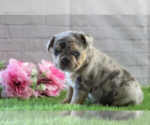 French Bulldog Puppy for sale in FREDERICKSBG, OH, USA