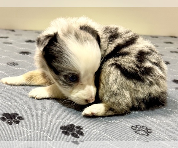 Medium Photo #3 Australian Shepherd Puppy For Sale in SALISBURY, NC, USA