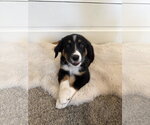 Small #3 Border Collie Mix