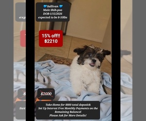 ShihPoo Puppy for sale in TUCSON, AZ, USA
