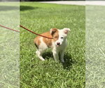 Small #3 Australian Shepherd