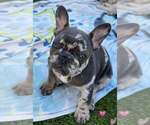 Small #2 French Bulldog