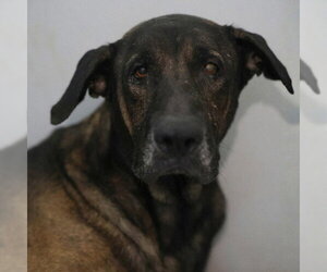 Mutt Dogs for adoption in San Antonio, TX, USA