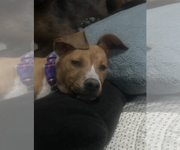 Medium Photo #4 Labrador Retriever-Rhodesian Ridgeback Mix Puppy For Sale in Phoenix, AZ, USA