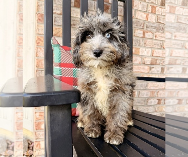Medium Photo #2 Cock-A-Poo Puppy For Sale in GREENFIELD, IN, USA