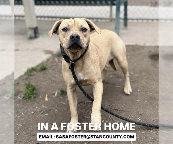 Medium Photo #2 Black Mouth Cur Puppy For Sale in Modesto, CA, USA