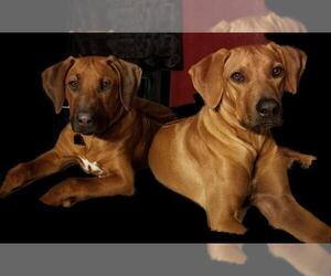 Father of the Rhodesian Ridgeback puppies born on 08/02/2022