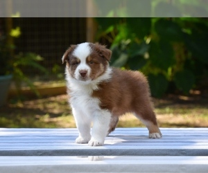 Australian Shepherd Puppy for sale in GROVETOWN, GA, USA