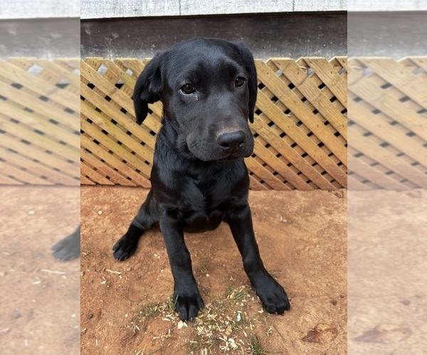 Medium Photo #1 Labrador Retriever Puppy For Sale in AMHERST, VA, USA