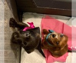 Small #3 Dachshund-Poodle (Toy) Mix