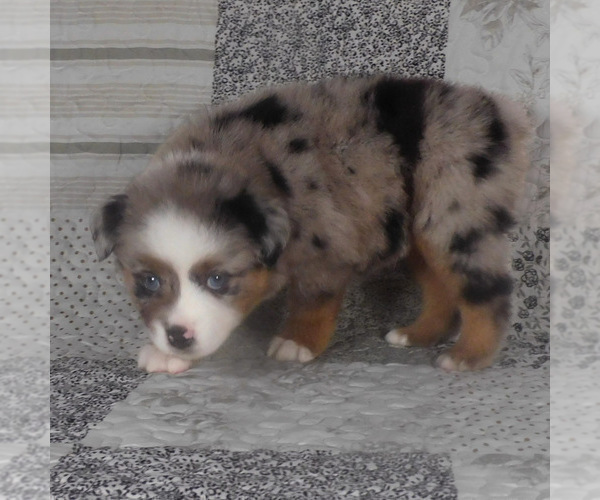 Medium Photo #21 Miniature Australian Shepherd Puppy For Sale in HARRISON, OH, USA