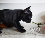Small Photo #3 French Bulldog Puppy For Sale in MARCOLA, OR, USA