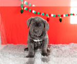 Puppy Sarge Cane Corso