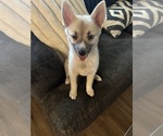 Small #88 Pomsky