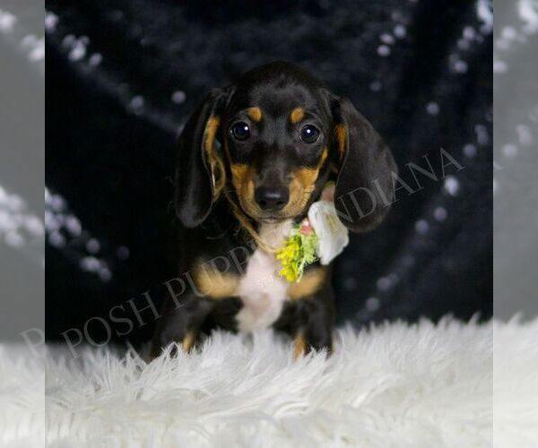 Medium Photo #3 Dachshund Puppy For Sale in WARSAW, IN, USA