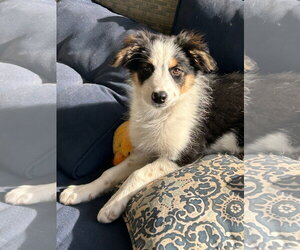 Australian Shepherd-Unknown Mix Dogs for adoption in Newport Beach, CA, USA