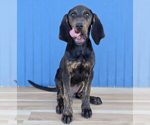 Arrow - Female Plott Hound Dog for Adoption - Photo #3
