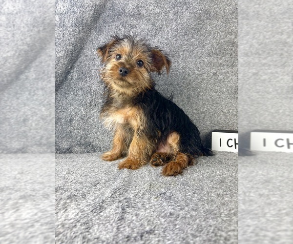 Medium Photo #4 Yorkshire Terrier Puppy For Sale in INDIANAPOLIS, IN, USA