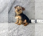 Small #3 Yorkshire Terrier