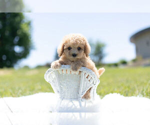 Cavapoo Puppy for Sale in WARSAW, Indiana USA