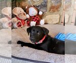 Small Photo #12 Labrador Retriever Puppy For Sale in Mooresville, NC, USA