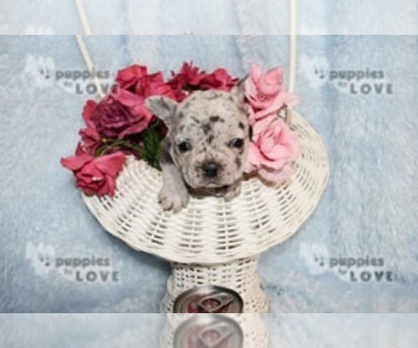 Medium Photo #5 French Bulldog Puppy For Sale in SANGER, TX, USA