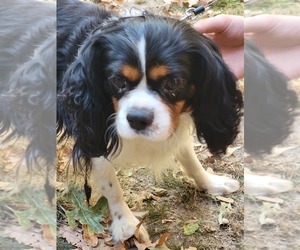 Father of the Cavalier King Charles Spaniel puppies born on 12/26/2022