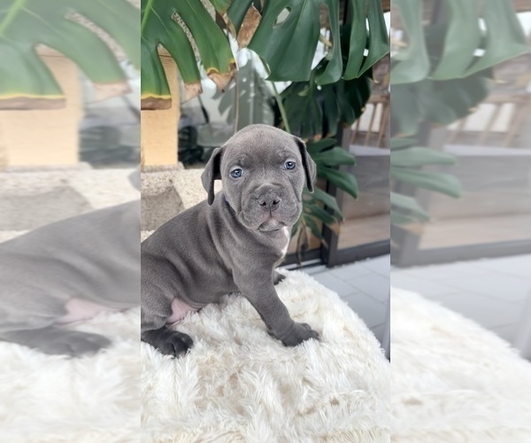 Medium Photo #6 American Pit Bull Terrier Puppy For Sale in ORANGE, NJ, USA