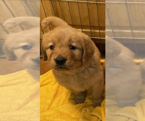 Golden Retriever Puppy for sale in SCOTTSDALE, AZ, USA