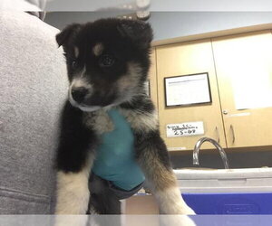Siberian Husky Dogs for adoption in Riverside, CA, USA