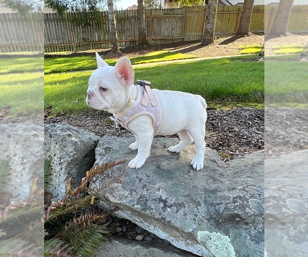 Medium Photo #6 French Bulldog Puppy For Sale in CARVER, OR, USA