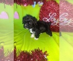 Small Photo #1 Morkie Puppy For Sale in LAPEER, MI, USA