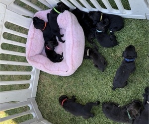 Cane Corso Puppy for sale in LIVERMORE, CA, USA