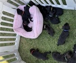 Small Cane Corso