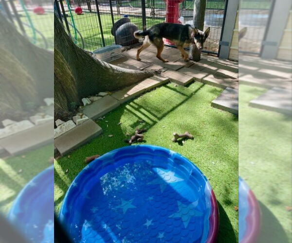 Medium Photo #10 German Shepherd Dog-Miniature Pinscher Mix Puppy For Sale in Winston Salem, NC, USA