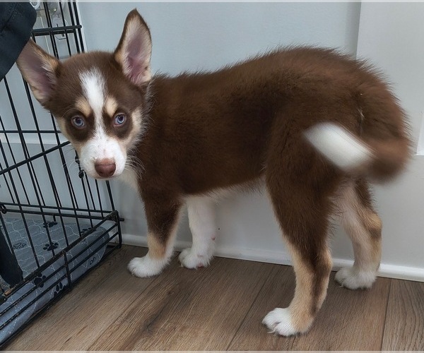 Medium Photo #1 Pomsky Puppy For Sale in CHARLOTTE, NC, USA