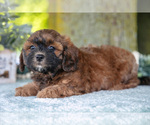 Small Photo #9 Poodle (Miniature)-ShihPoo Mix Puppy For Sale in SHILOH, OH, USA