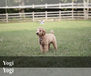 Father of the Goldendoodle-Poodle (Miniature) Mix puppies born on 10/28/2021