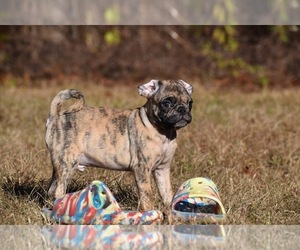 Pug Puppy for sale in PALM COAST, FL, USA