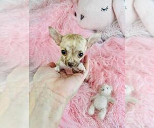 Chihuahua Puppy for sale in NAPLES, FL, USA