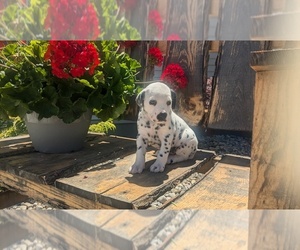 Dalmatian Puppy for Sale in GOSHEN, Indiana USA