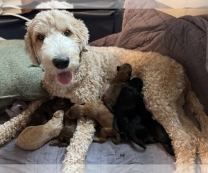 Mother of the Bernedoodle puppies born on 08/14/2022