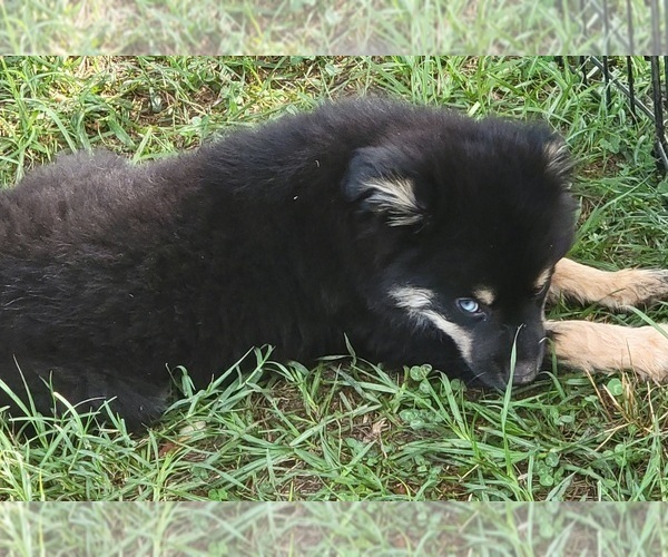 Medium Photo #5 Miniature Australian Shepherd Puppy For Sale in OCTAVIA, OK, USA