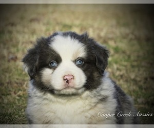 Miniature Australian Shepherd Puppy for sale in SMITHVILLE, AR, USA