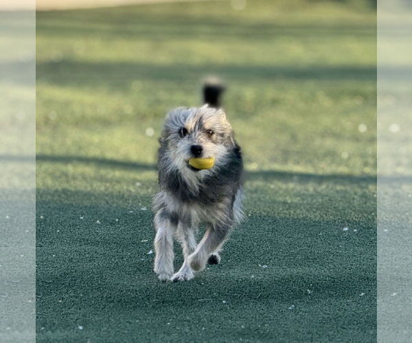 Medium Photo #10 Mutt Puppy For Sale in La Verne, CA, USA